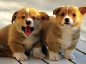 mơ thấy chó đánh số mấy