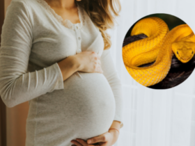 bà bầu mơ thấy rắn đánh con gì