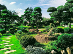 nằm mơ thấy cây cảnh đánh số gì