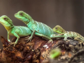 nằm mơ thấy con thằn lằn