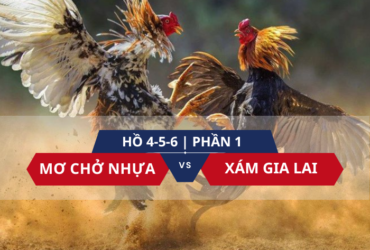 Siêu cúp đá gà Mơ Chở Nhựa - Xám Gia Lai | Hồ 1-2-3 (Phần 2) là giải đấu đỉnh cao, quy tụ những chiến kê xuất sắc nhất, hứa hẹn màn so tài mãn nhãn và gay cấn.