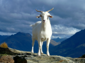 con dê số mấy