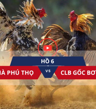 video đá gà hôm nay 79