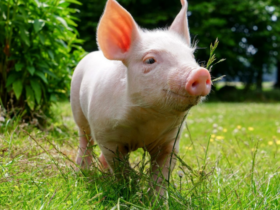 con lợn số mấy