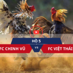 video đá gà trực tiếp C1 100