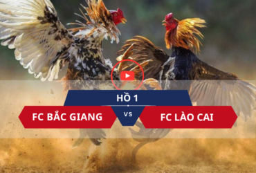 video đá gà trực tiếp 120