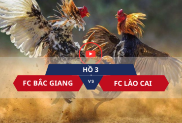 video đá gà trực tiếp 122